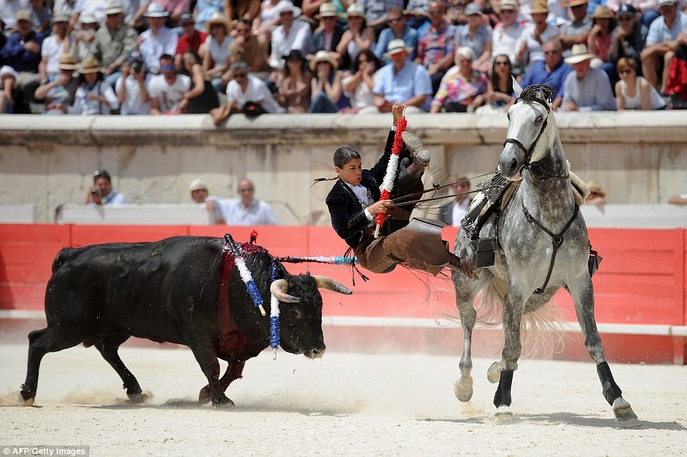 Cứ mỗi dịp lễ hội thường niên Feria de Nimes (tổ chức ở miền nam nước Pháp), người dân lại háo hức chờ đợi  màn biểu diễn "thót tim" của nữ võ sĩ đấu bò tót Lea Vicens (30 tuổi). Trong ảnh, nữ võ sĩ đấu bò tót sắp rơi khỏi lưng ngựa, theo sát ngay sau là chú bò máu chiến.